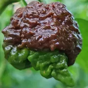 Ekstremno ljuta Chocolate Scorpion paprika tamno braon boje u krupnom planu.
